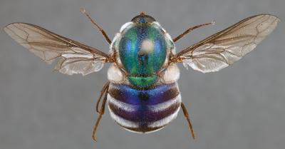 <I>Panops austrae</I>