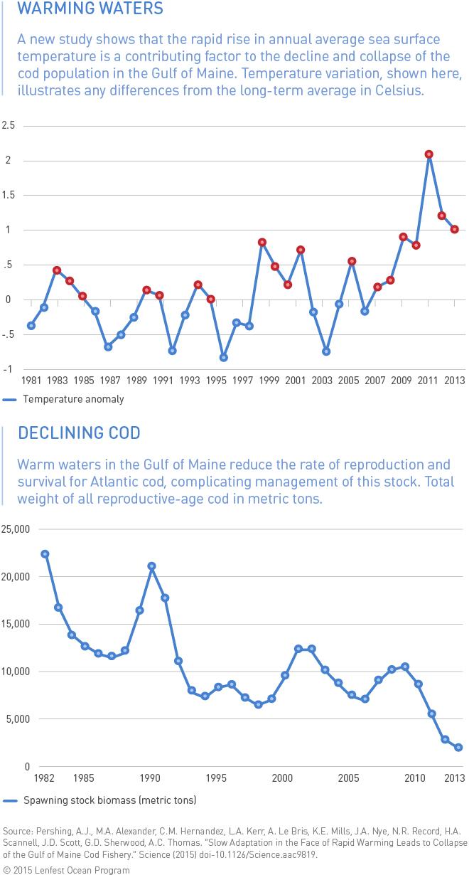 New England Cod Collapse Linked to Warming Waters (4 of 4)