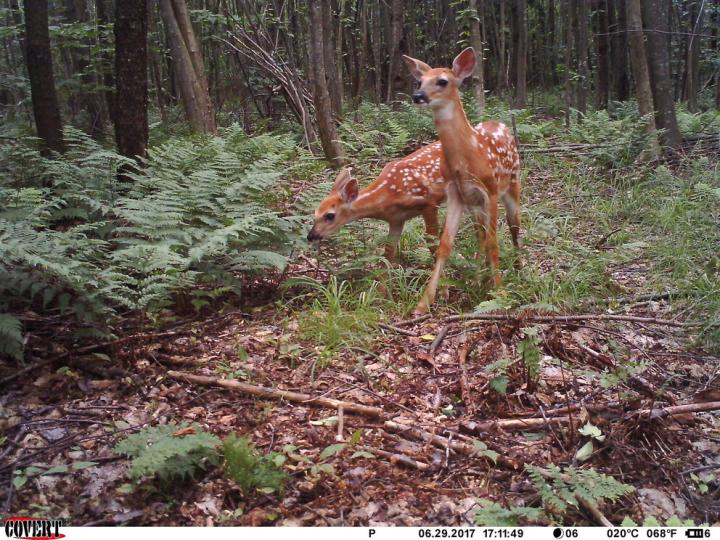 2 fawns good