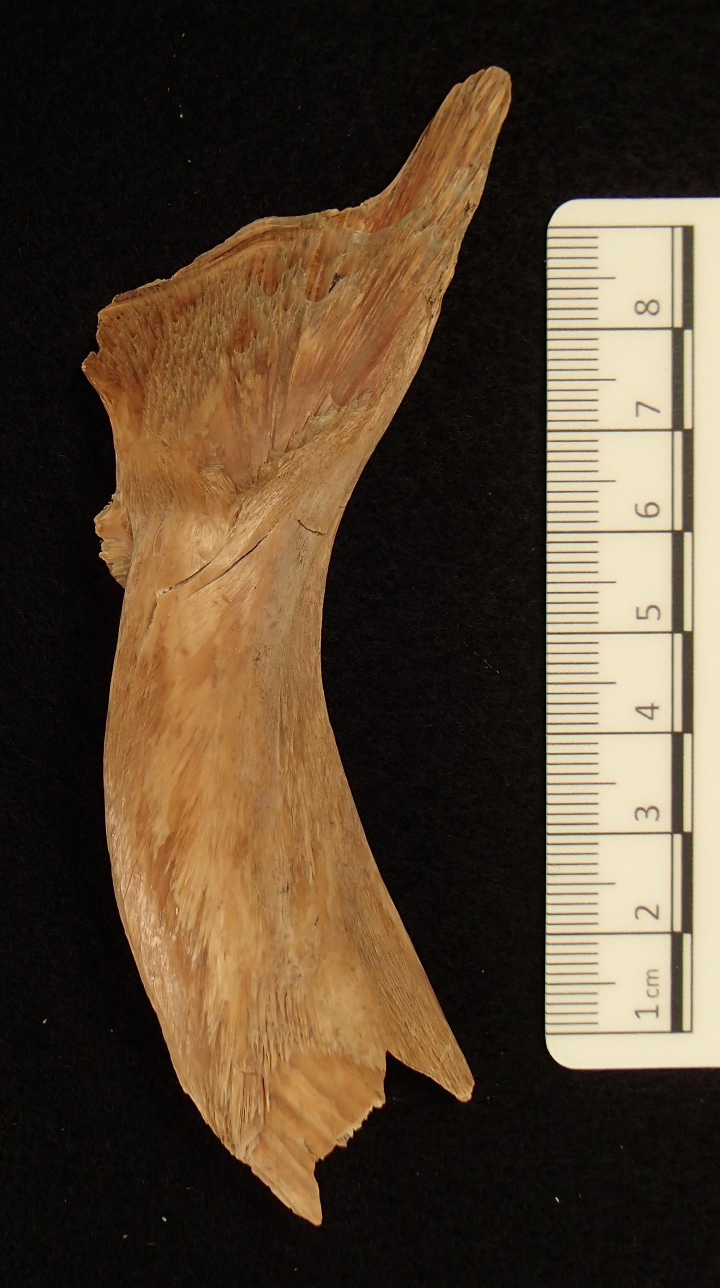 Ancient Viking Cod Bone