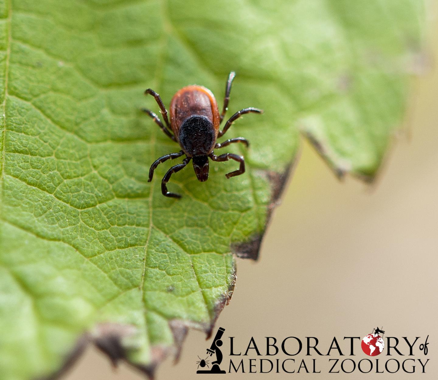 Ticks Carry Pathogens that Cause Lyme Disease, Anaplasmosis and Babesiosis, Among Others
