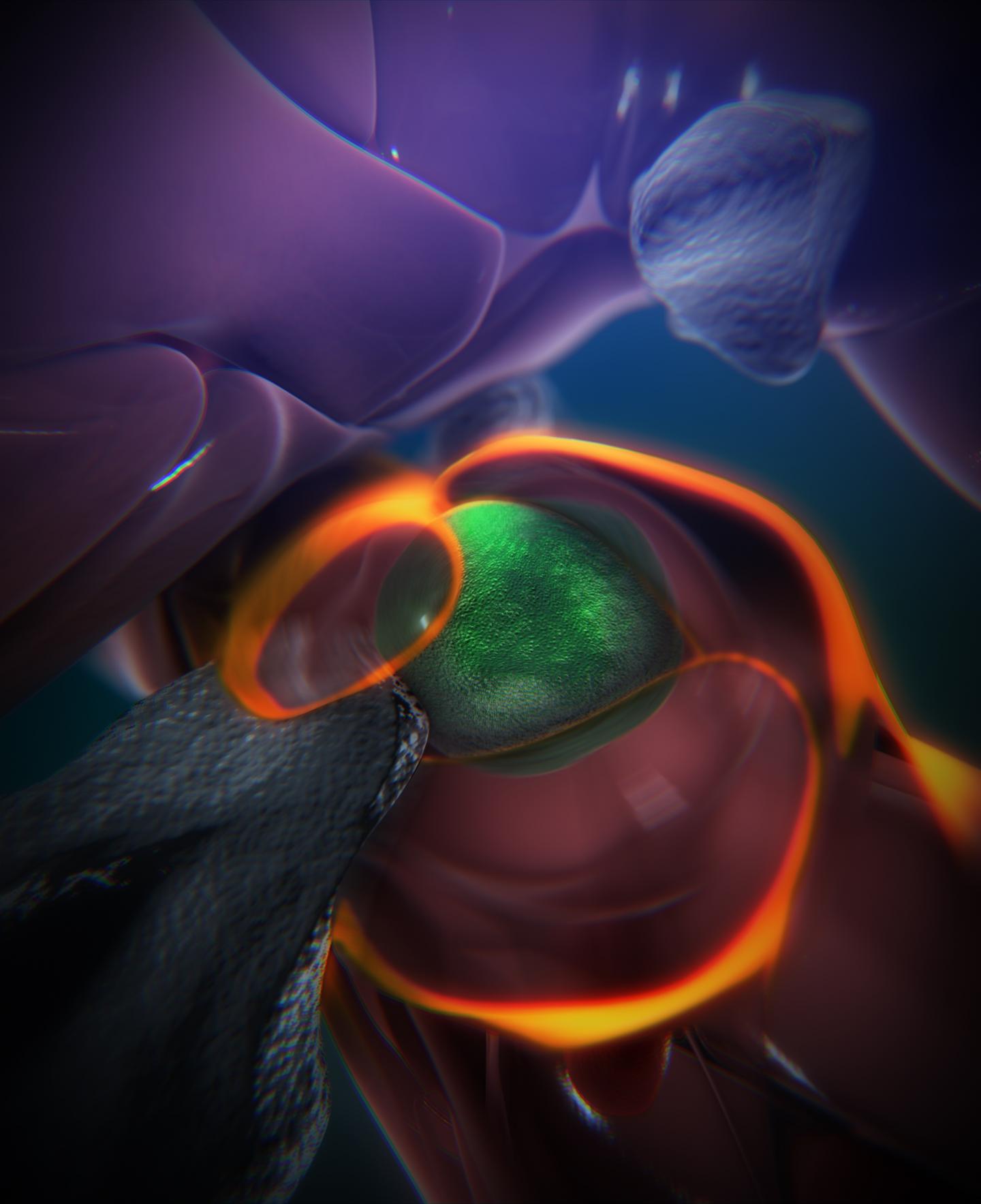 A look at Blood Stem Cell Development in Zebrafish