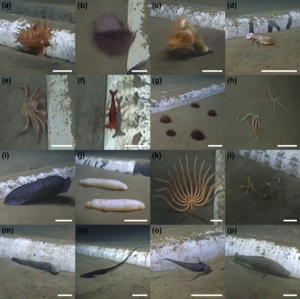 Sea-floor animals