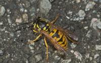 Call For Arms And Stings: Social Wasps Use Alarm Pheromones To Coordinate Their Attacks (2/3)