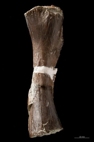 Femur of <i>Metoposaurus diagnosticus krasiejowensis</i>