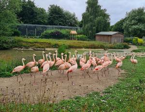 Chilean flamingos