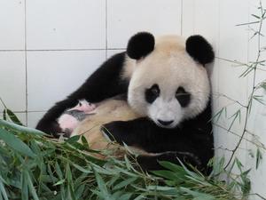 A mother panda holds on to her newborn cub.