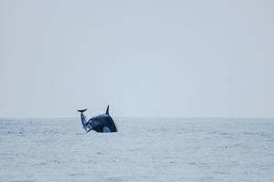 While hunting, an orca propels a dusky dolphin into the air