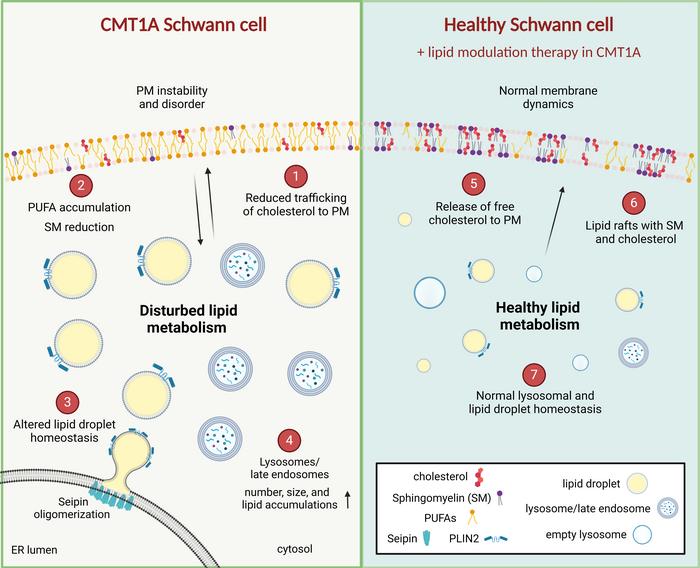 Perturbed lipid homeostasis during human CMT1A Schwann cell development.