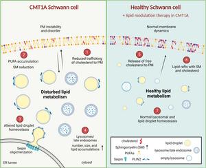 Perturbed lipid homeostasis during human CMT1A Schwann cell development.