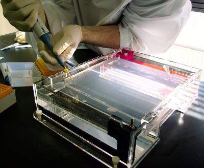 Electrophoresis