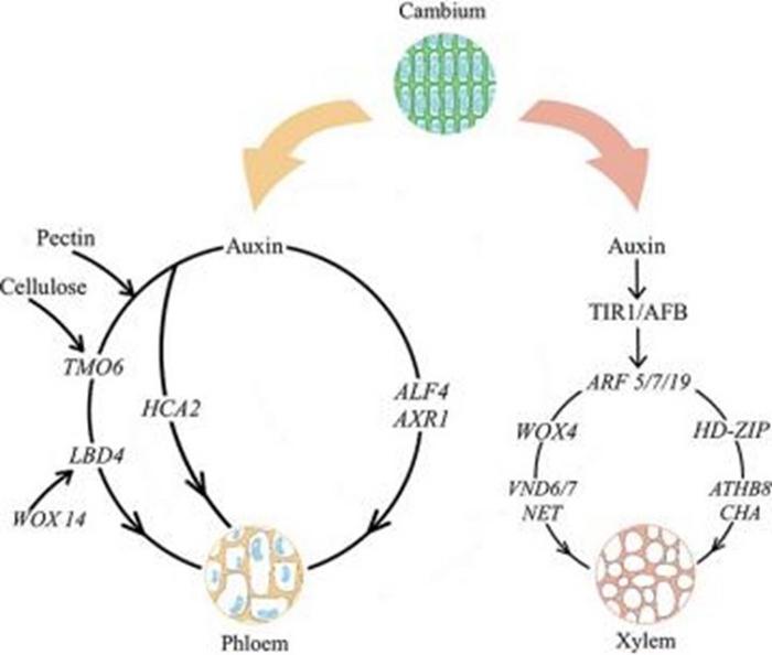 Regulation network of vascular reconnection in grafted plants.