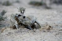 Meerkat Sniffs for Scent Left behind on a Bush
