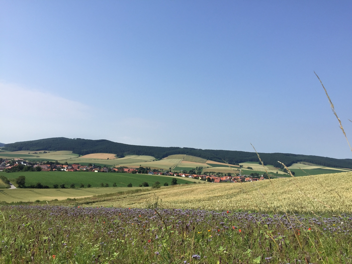 Flower strips next to a conventional wheat field