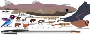 It’s hard to picture just how small some of the world’s smallest vertebrates are