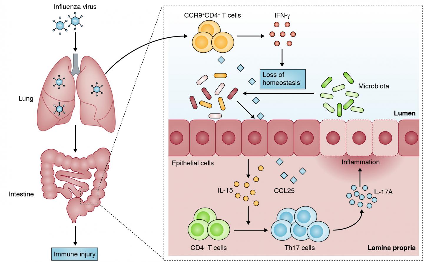 On the throne with the flu EurekAlert!