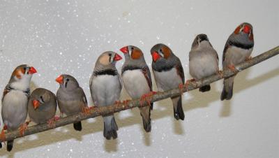 Zebra Finches Perching