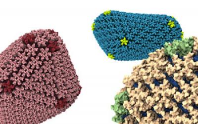 Atomic-Level Detailed Stimulations of the HIV Capsid