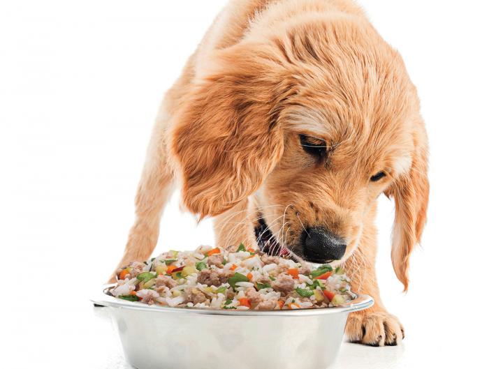 is beneficial good dog food