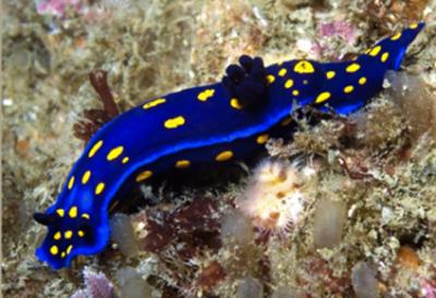 The <i>Felimare Californiensis</i>, a Sea Slug with the University of California Colors