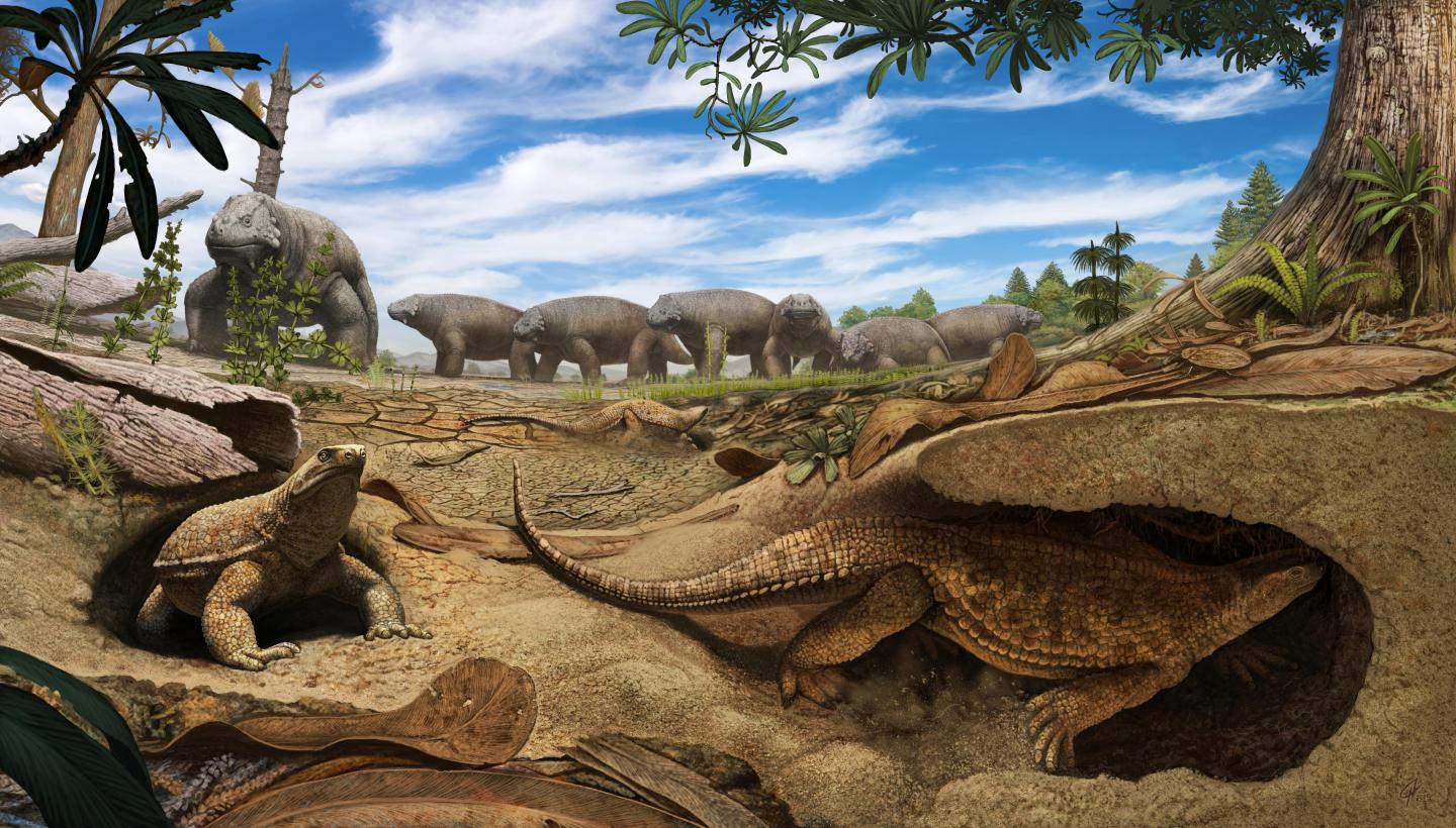 Origin of the Turtle Shell Lies in Digging