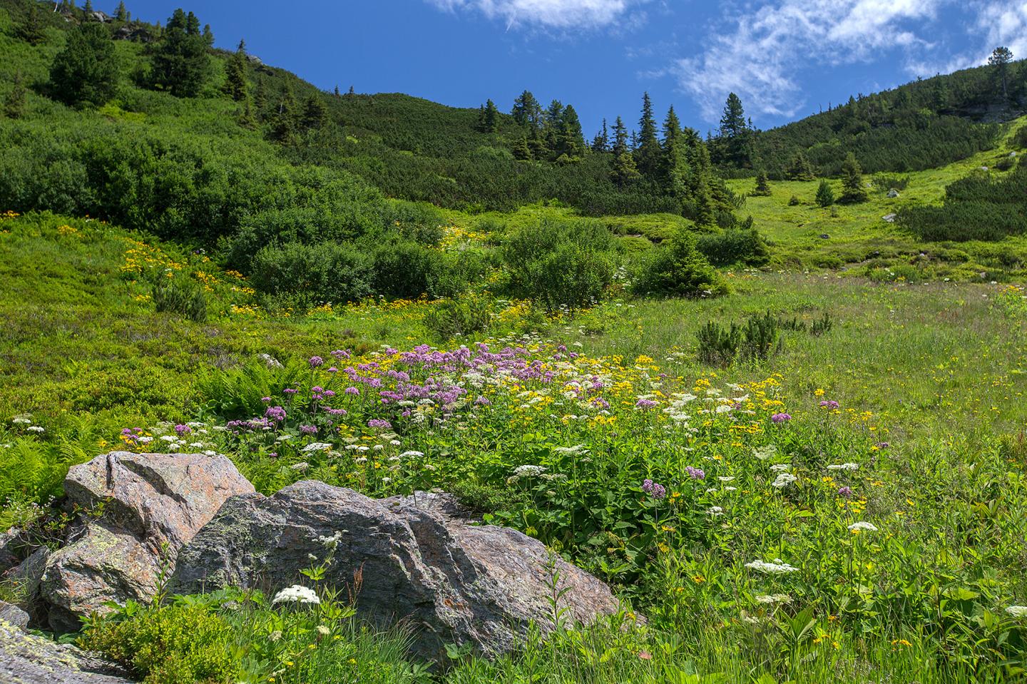 Alpine Meadow Biodiversity
