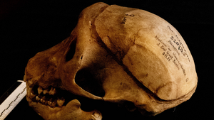 Skull of the chimpanzee Rana-Loca