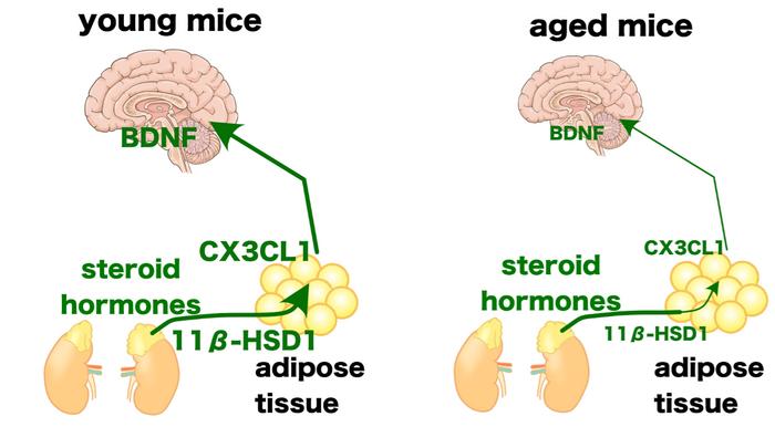 Relationship between adipose CX3CL1 and BDNF