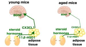 Relationship between adipose CX3CL1 and BDNF