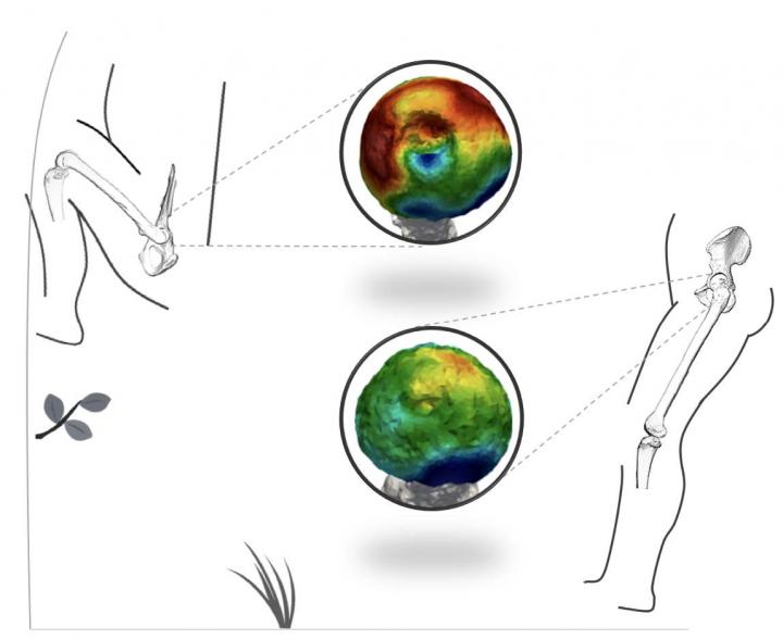 Inferred Locomotor Behaviors of Sterkfontein Hominin Specimens StW 311 (top) and StW 522 (bottom)