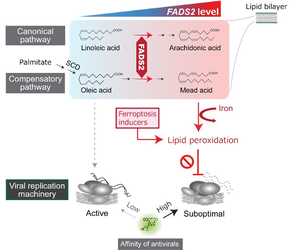 Model showing how fatty acid metabolism triggers lipid peroxidation and regulates hepatitis C virus replication