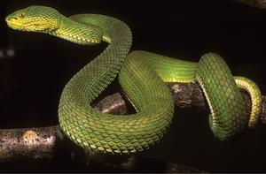 A specimen of Trimeresurus ayeyarwadyensis