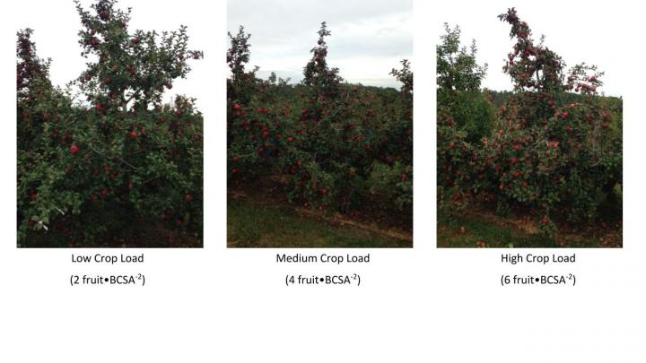 How Crop Load Density Affects Apple Juice, Hard Cider Quality
