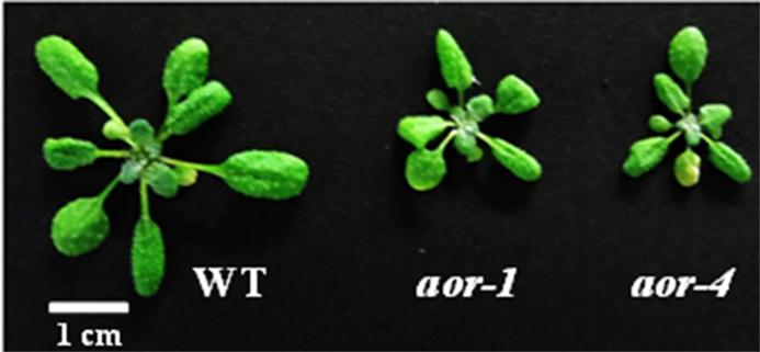 Plants Grown with and without Protective Gene