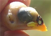 Baby Bird Injured by Nest Flies