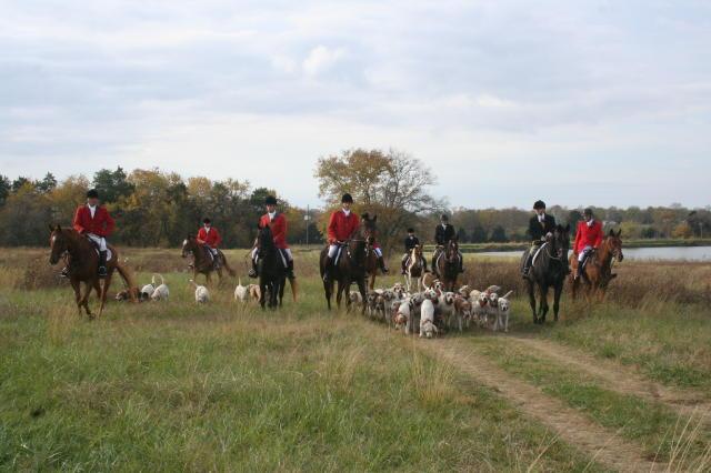 American Foxhounds