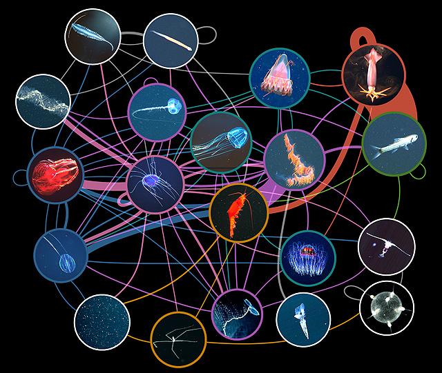 Deep-sea Food Web