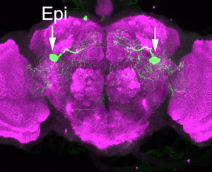 Epi Neurons