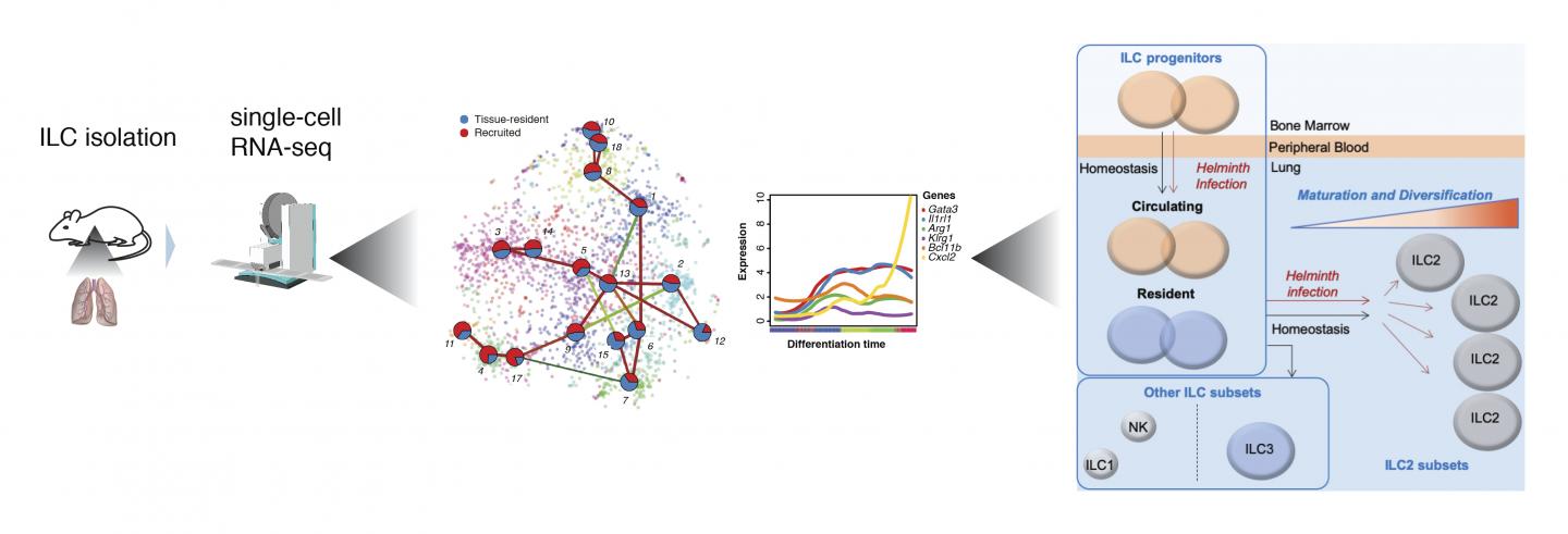 Lung ILC2 atlas of tissue-resident and recruited cells