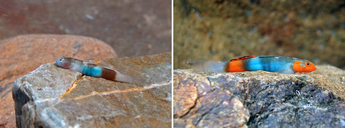 Lentipes armatus and Lentipes kijimuna male gobies