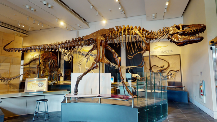 Daspletosaurus torosus mount.