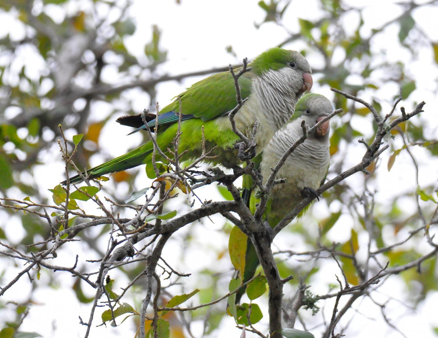Monk Parakeet