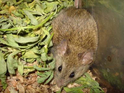 Phyllotis Mouse
