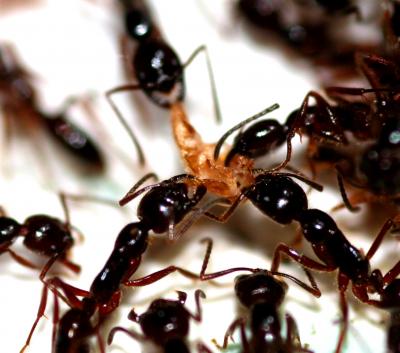 Army Ants and Silverfish