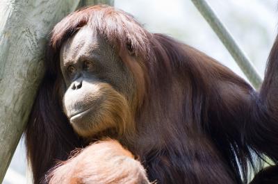 Happy Orangutan [IMAGE] | EurekAlert! Science News Releases