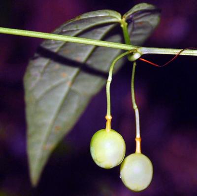 <i>Passiflora kwangtungensis</i> (3 of 3)