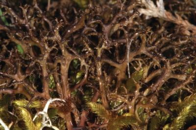 <i>Cetraria aculeata</i> (1 of 2)