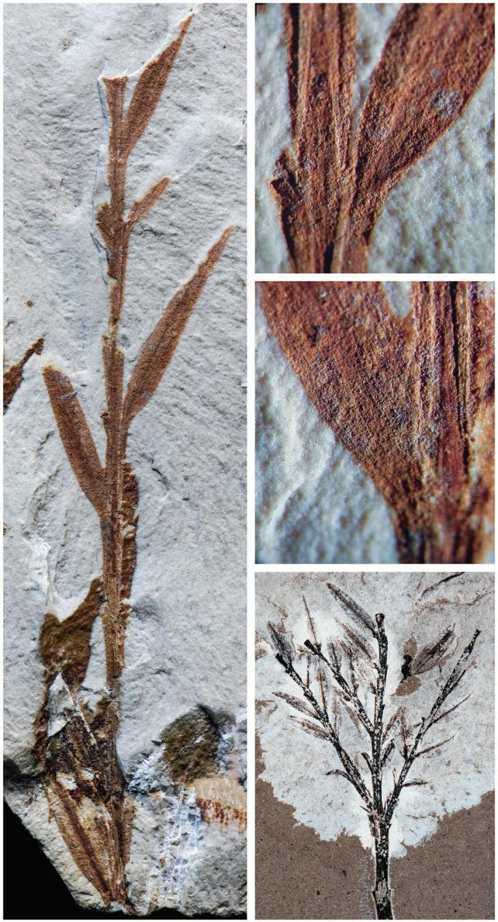 Fossil Holotype (Retrophyllum oxyphyllum, comb. nov.)