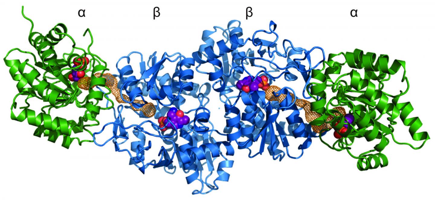 Reconstructed Trytophan Synthase Complex
