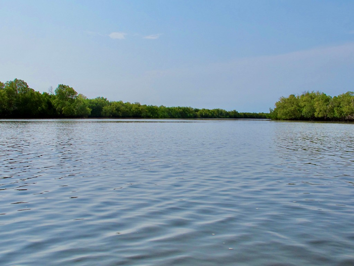 Mangrove forest at Gazi Bay, Kenya